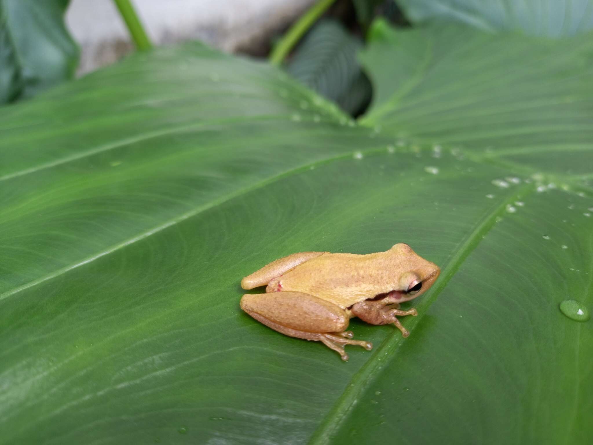 Image of Pocao Snouted Tree Frog