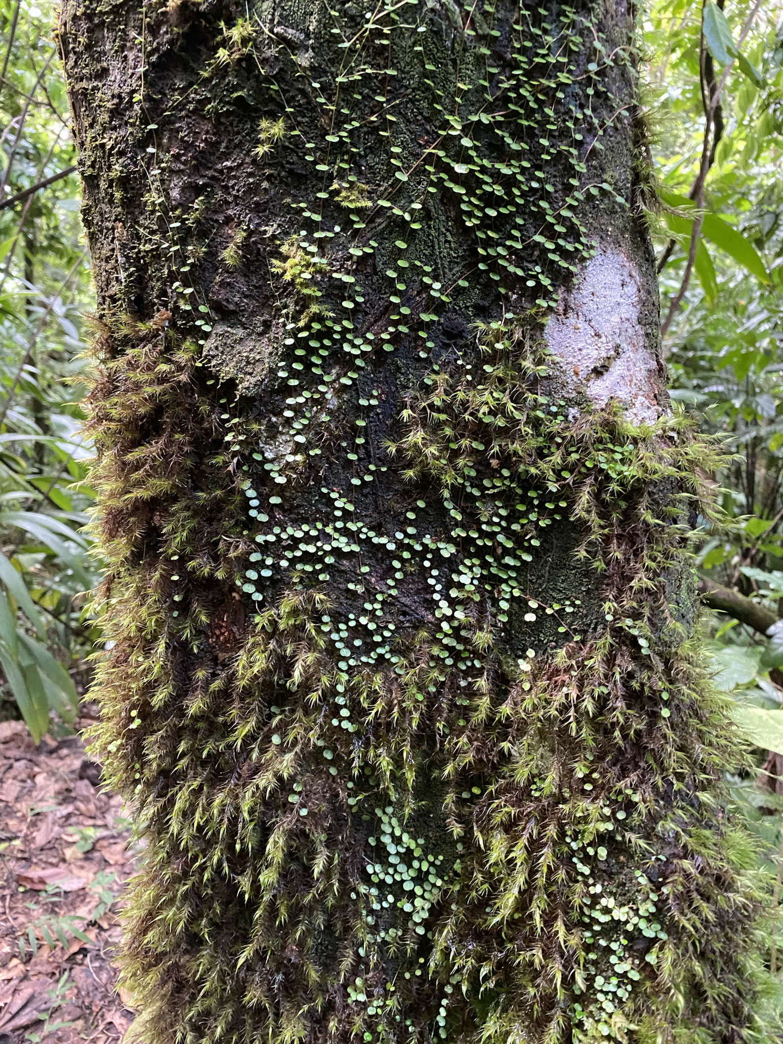 Image of Guadeloupe peperomia