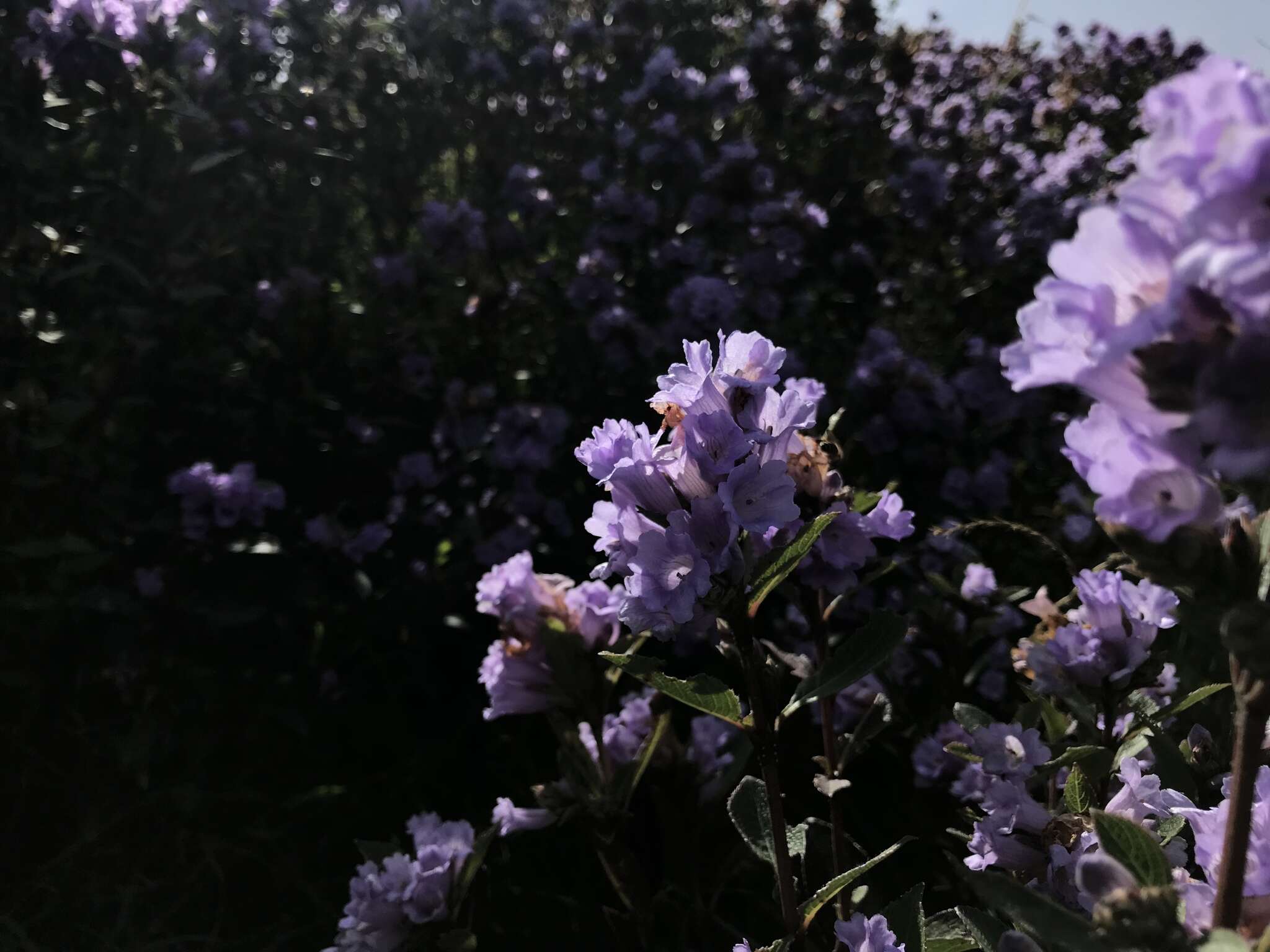 Image of Strobilanthes kunthianus (Wall. ex Nees) T. Anders. ex Benth.