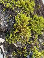 Image of stellate orthotrichum moss