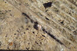 Image of Variegated Topshell