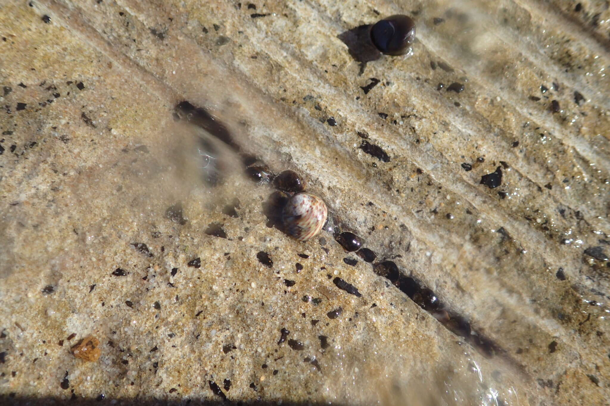 Image of Variegated Topshell