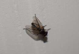 Image of Little House Fly