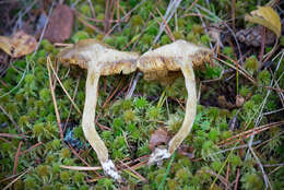 Image de Suillus flavidus (Fr.) J. Presl 1846