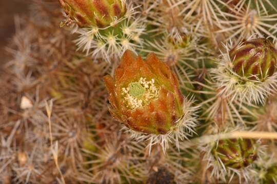 Image de Echinocereus viridiflorus subsp. correllii (L. D. Benson) W. Blum & Mich. Lange