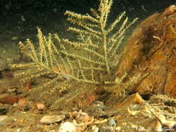 Image of sea fir