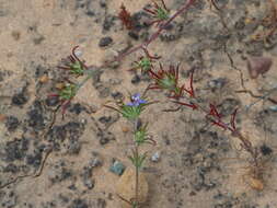 Image of lavender woollystar