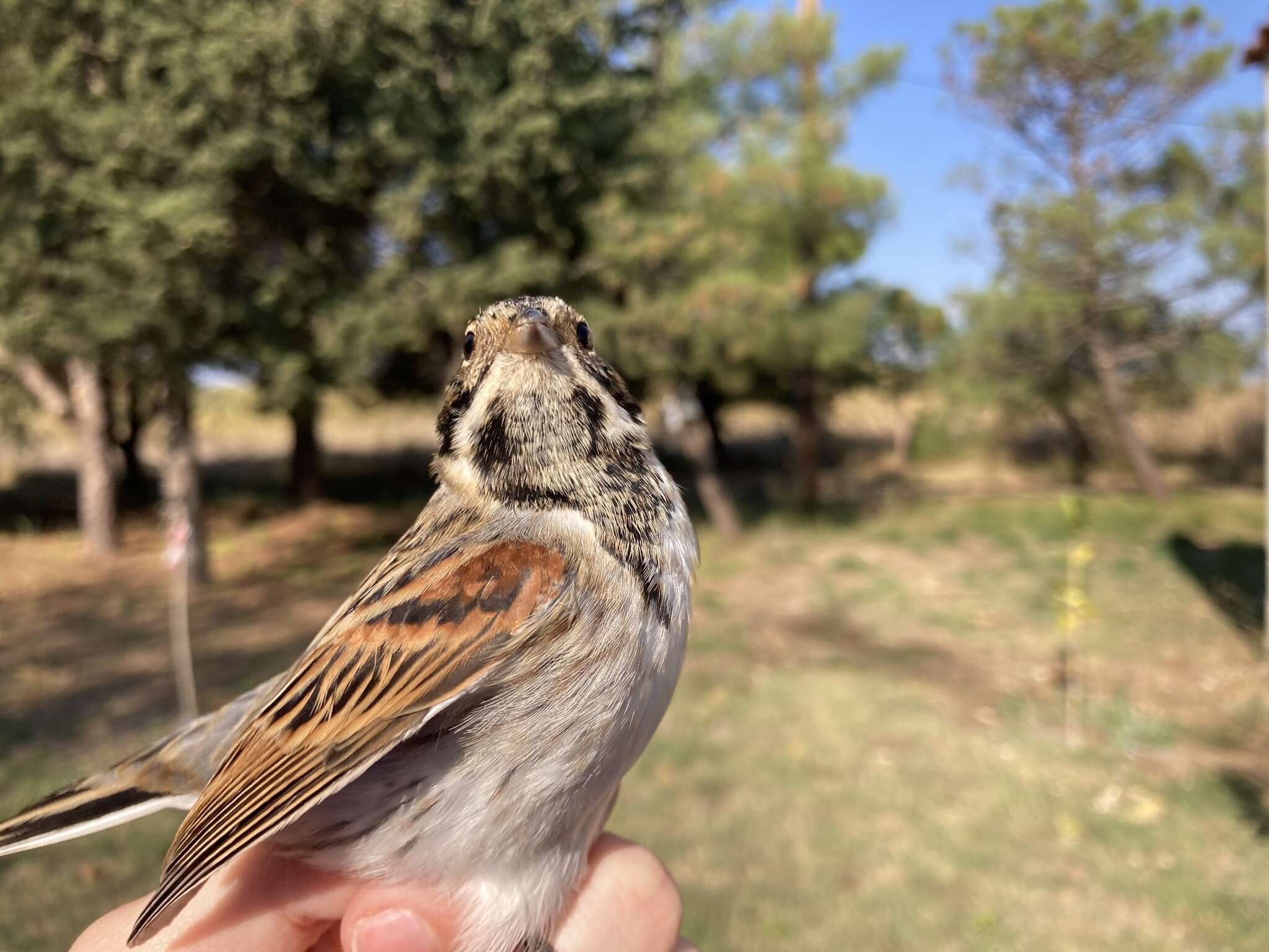 Image of Northern Reed Bunting