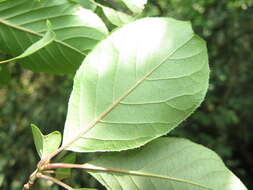 Image of Pterostyrax corymbosus Siebold & Zucc.