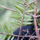 Image of Circular hemlock scale