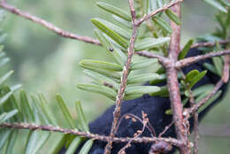 Image of Circular hemlock scale