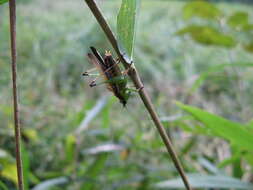 Image of Conocephalus (Anisoptera) melaenus (Haan 1843)