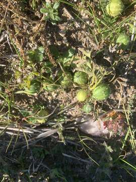 Image of gooseberry gourd