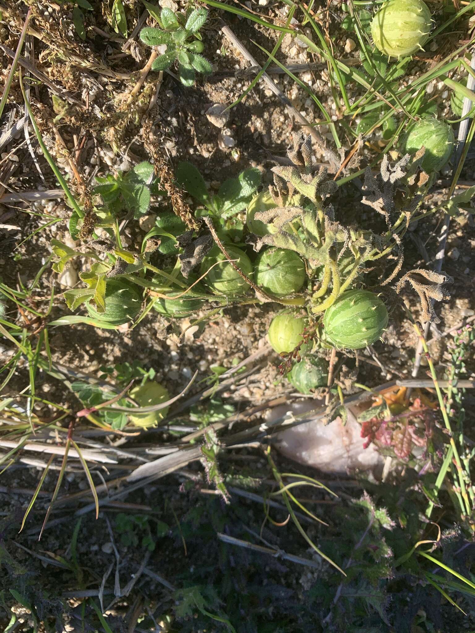 Imagem de Cucumis myriocarpus Naudin