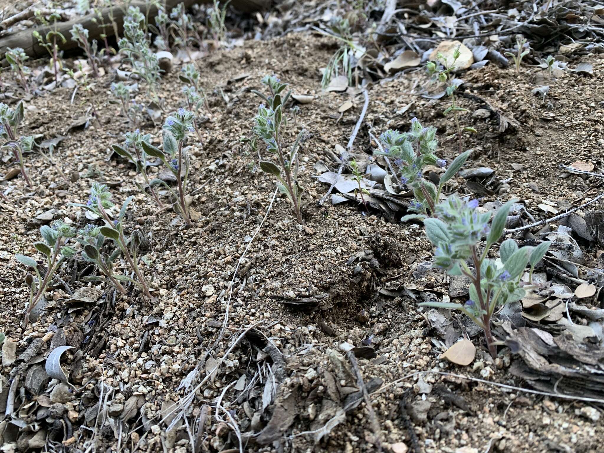 Image de Phacelia novenmillensis Munz