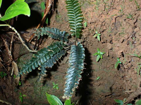 Cephalomanes javanicum var. asplenioides (C. Presl) K. Iwats.的圖片