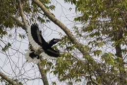 Image of White-thighed hornbill