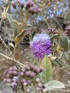 Image of Vernonia bealliae Mc Vaugh