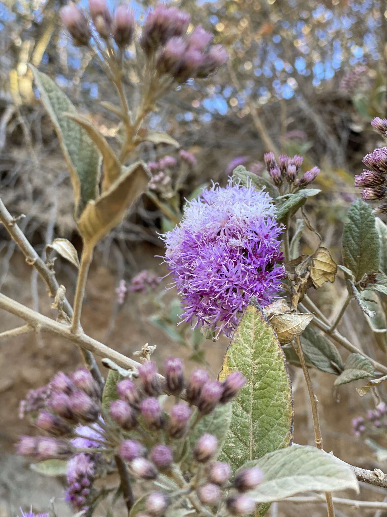 Image de Vernonia bealliae Mc Vaugh