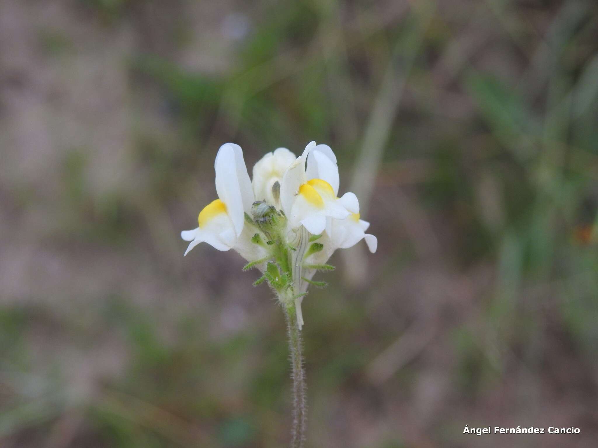 صورة Linaria supina subsp. maritima (DC.) M. Lainz