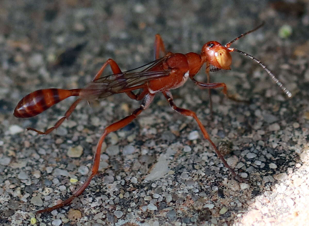 Image of Ammophila wrightii (Cresson 1868)