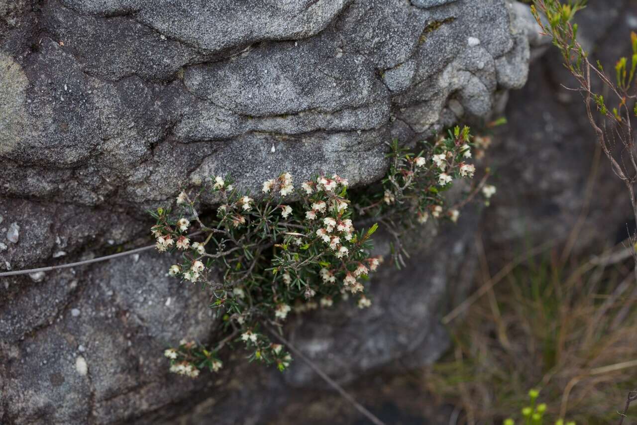 Image of Blunt Heath