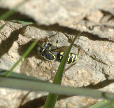 Image of Spot-fronted Wool-carder Bee