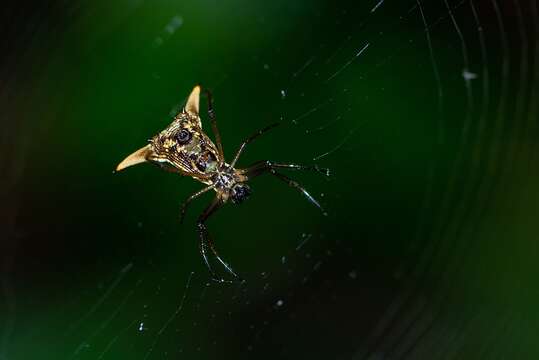 Image of Micrathena sanctispiritus Brignoli 1983