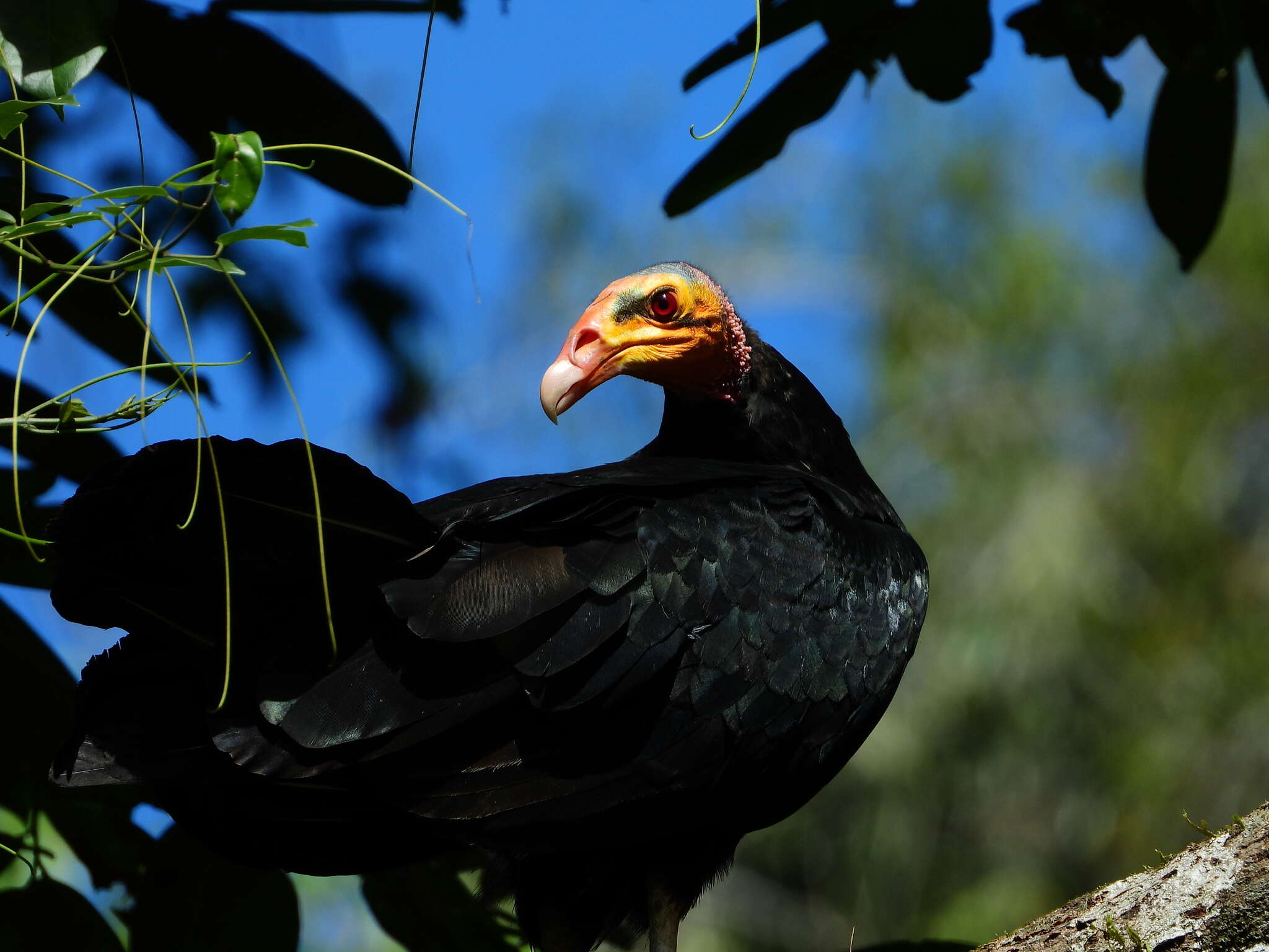 Image of Greater Yellow-headed Vulture