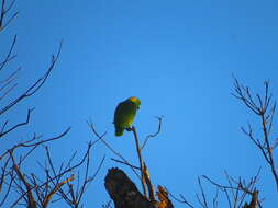 Image of Amazona auropalliata parvipes Monroe, Howell & TR 1966