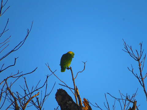 Image of Amazona auropalliata parvipes Monroe, Howell & TR 1966