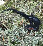 Image of Jordan's Salamander