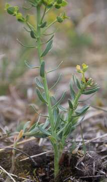 Euphorbia caesia Kar. & Kir. resmi