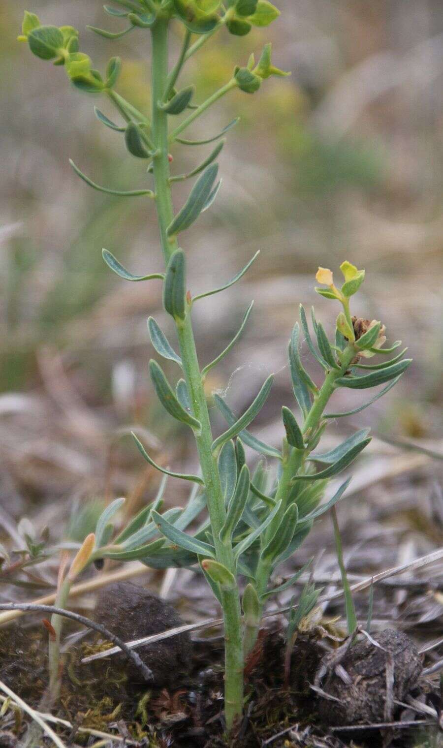 Слика од Euphorbia caesia Kar. & Kir.