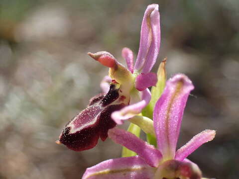 Image of Ophrys flavicans Vis.