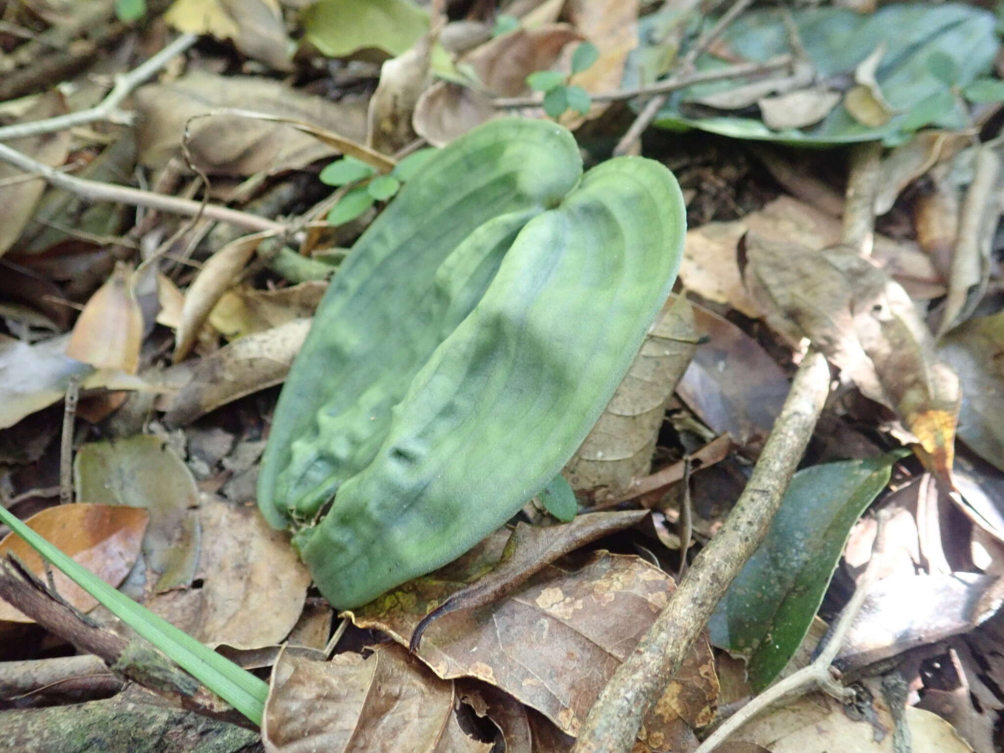 Imagem de Tainia cordifolia Hook. fil.