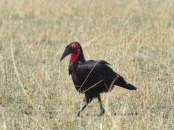 Image of Southern Ground Hornbill