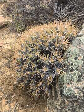 Euphorbia loricata Lam. resmi