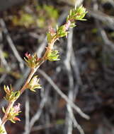 Image of Cliffortia arcuata Weim.