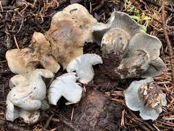 Image of Hygrophorus caeruleus O. K. Mill. 1984