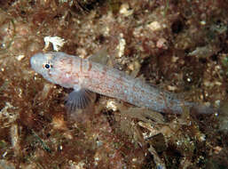 Image of Kolombatovic's Goby