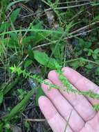 Image of Walter's aster