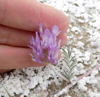 Imagem de Astragalus lentiginosus var. sesquimetralis (Rydb.) Barneby