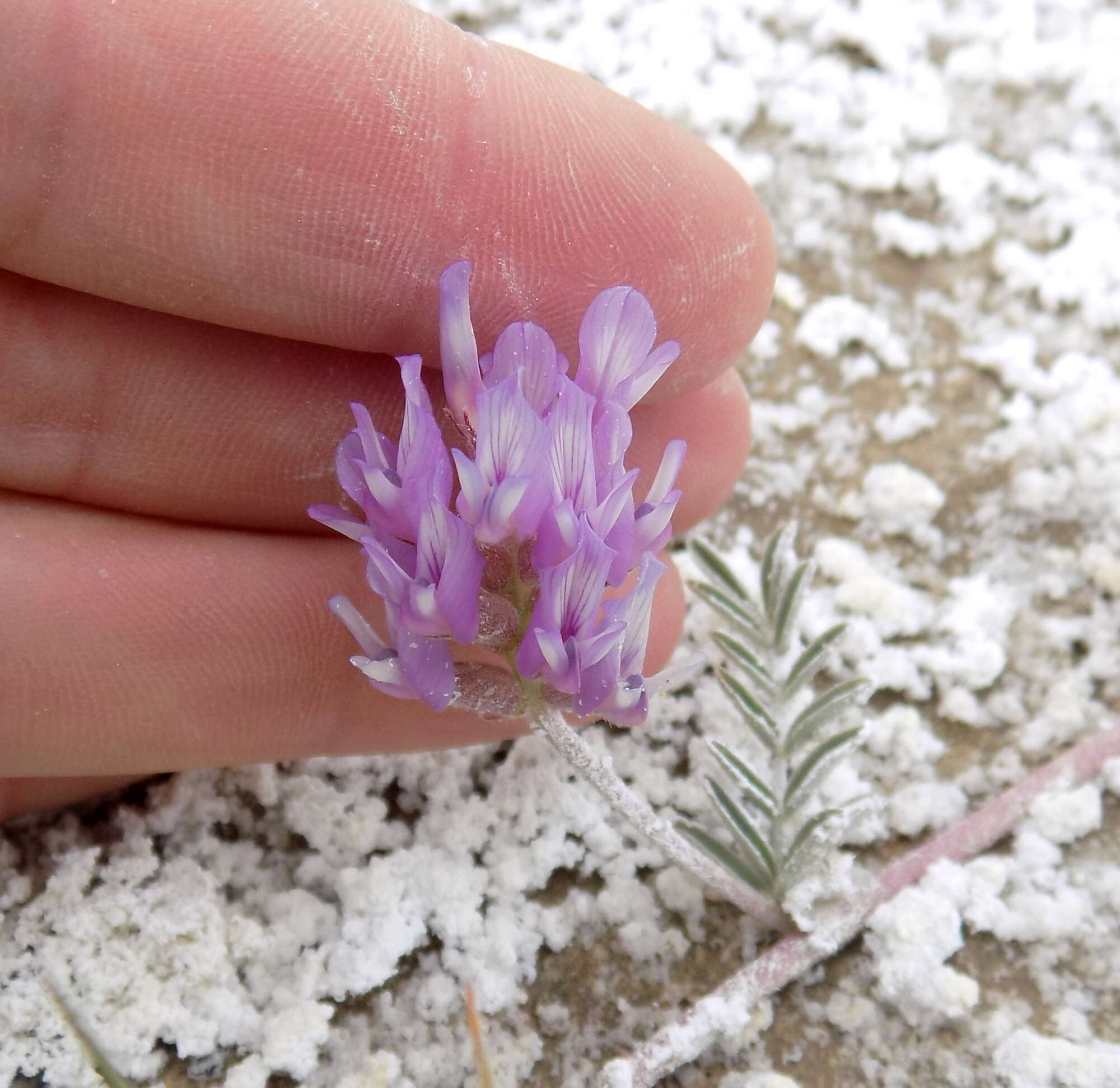 Imagem de Astragalus lentiginosus var. sesquimetralis (Rydb.) Barneby