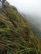 Image of forest sawsedge