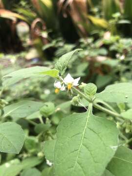 Image of Hairy Nightshade