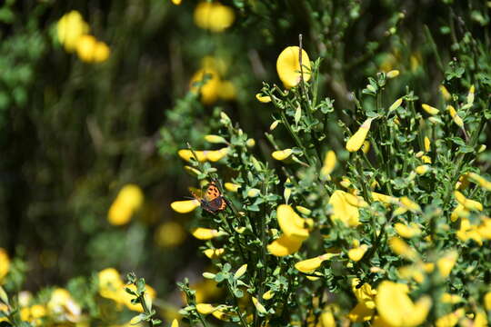 Lycaena phlaeas phlaeoides (Staudinger 1901) resmi