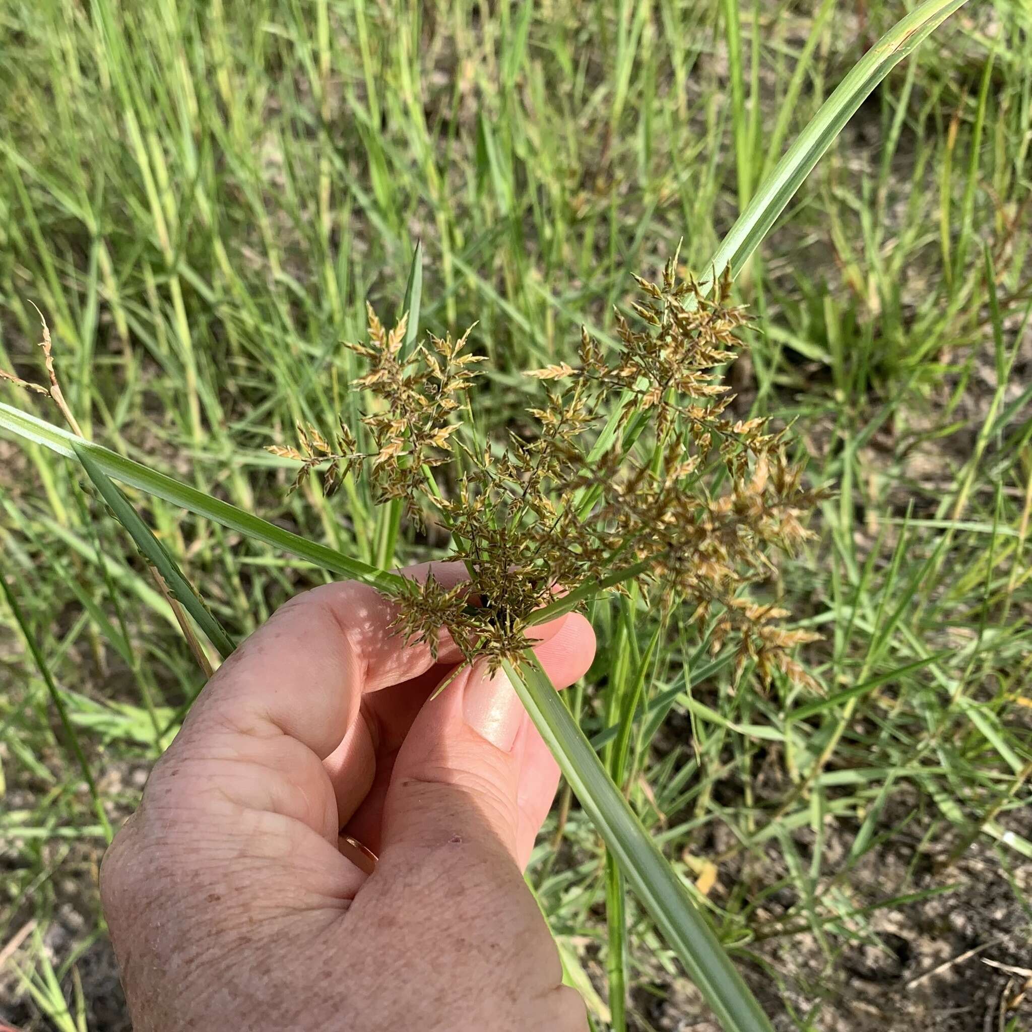 Cyperus macrostachyos Lam.的圖片