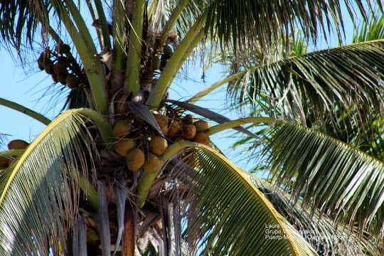 صورة Cocos