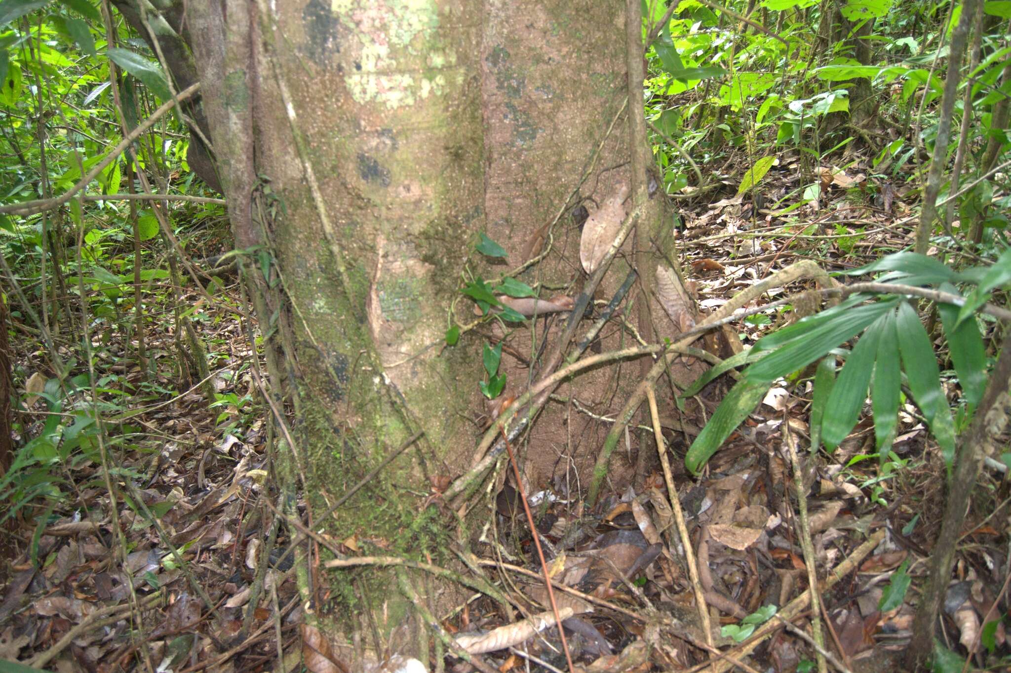 Sivun Licania corniculata G. T. Prance kuva